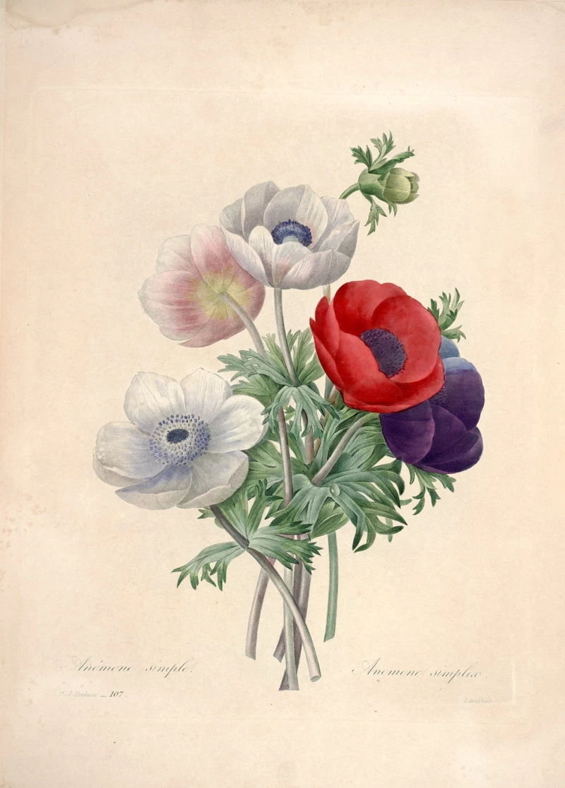 Anemone simple
